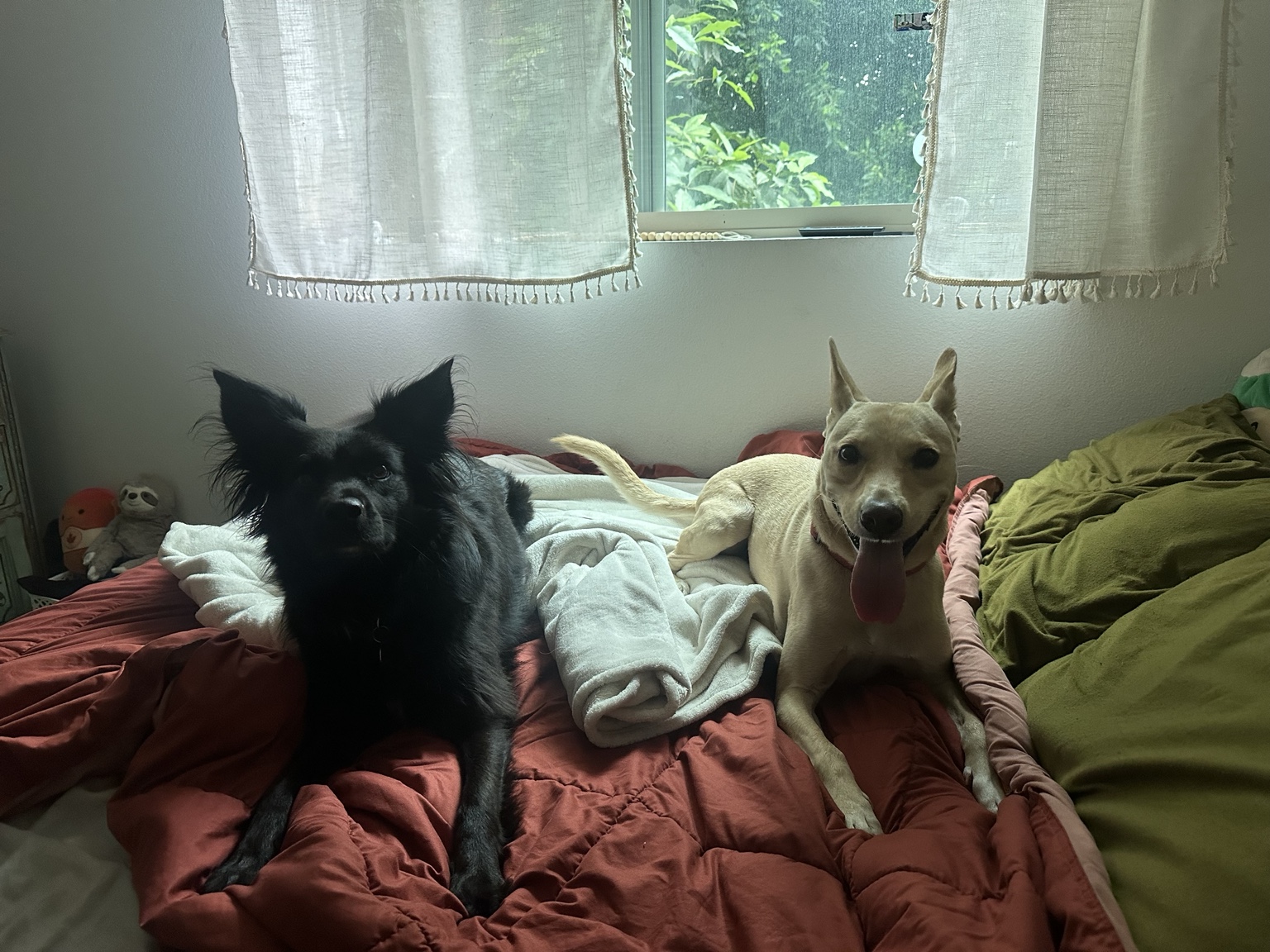 Dogs resting together comfortably during Lucky Pack boarding