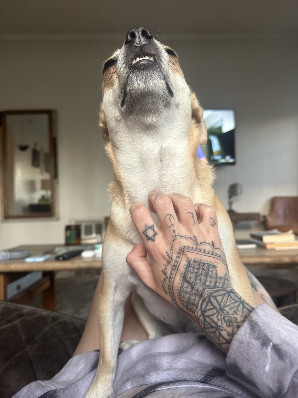 A boarding dog enjoying affectionate one-on-one attention