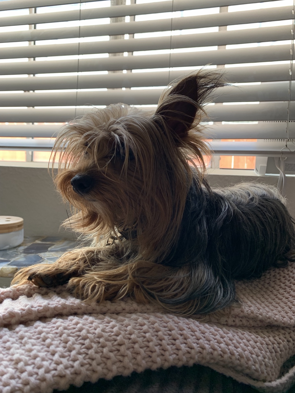 A Yorkie relaxing comfortably during home-based boarding