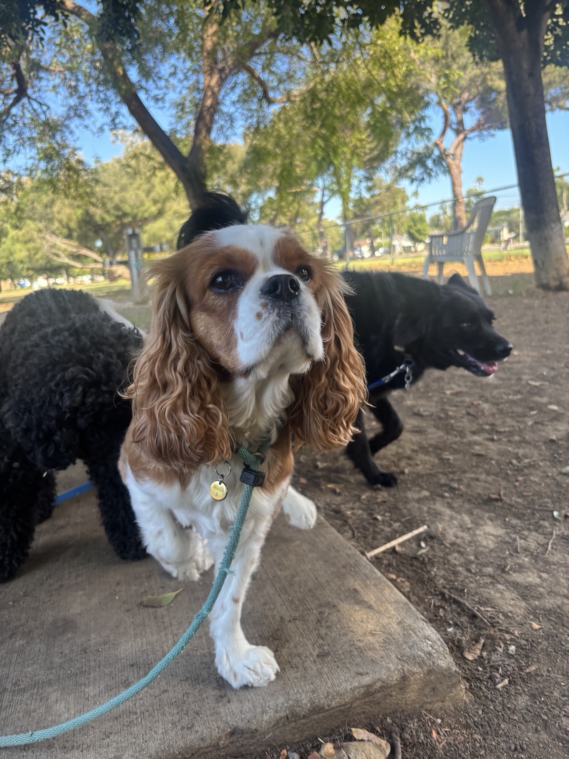 A group of Lucky Pack daycare dogs enjoying an outdoor outing