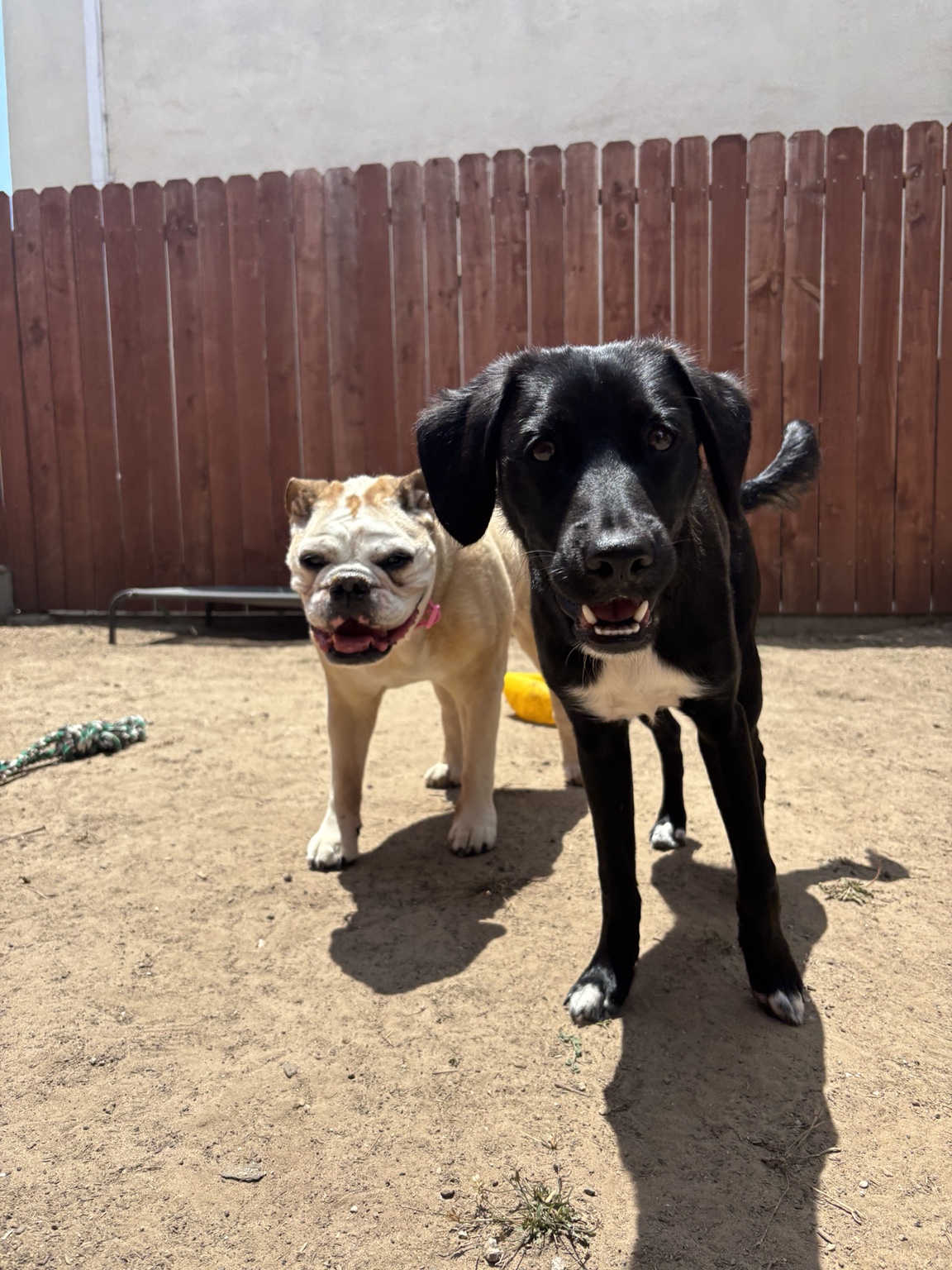 A dog playing in the yard during Lucky Pack daycare