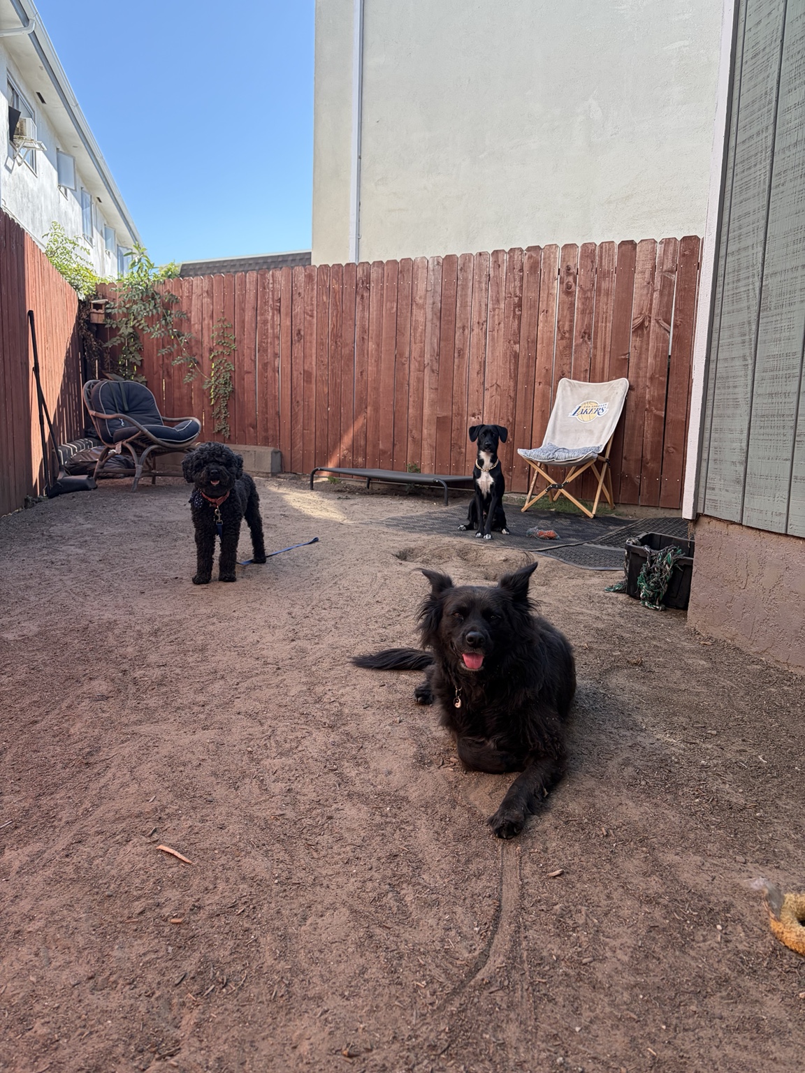 Dogs enjoying the secure outdoor yard during Lucky Pack daycare