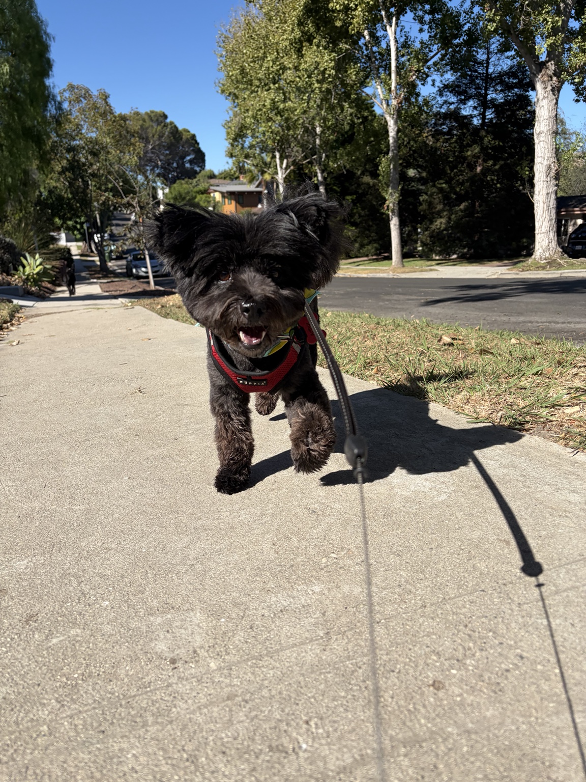 Dog enjoying a Lucky Pack neighborhood walk