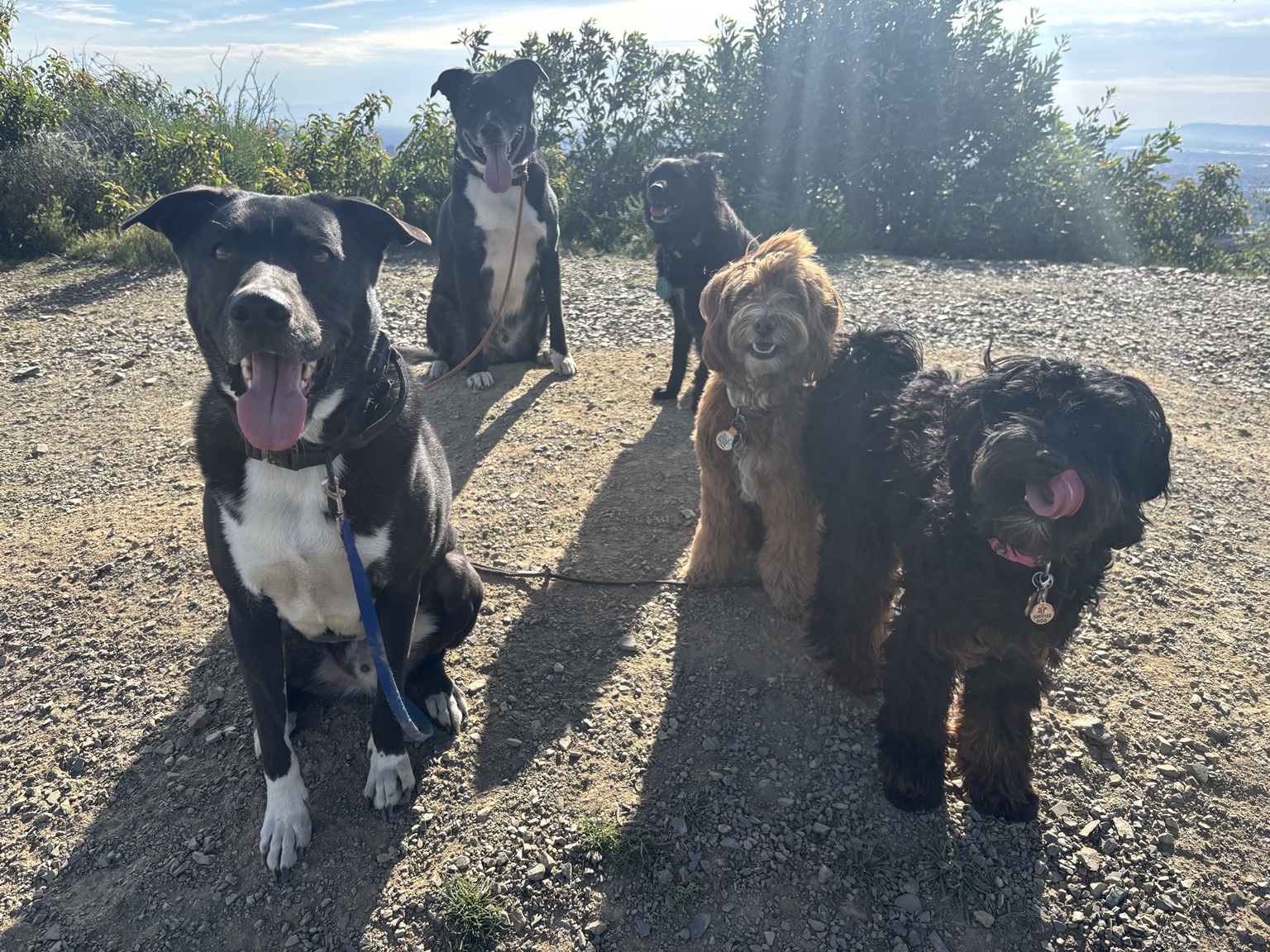 Lucky Pack dogs together on a Los Angeles trail