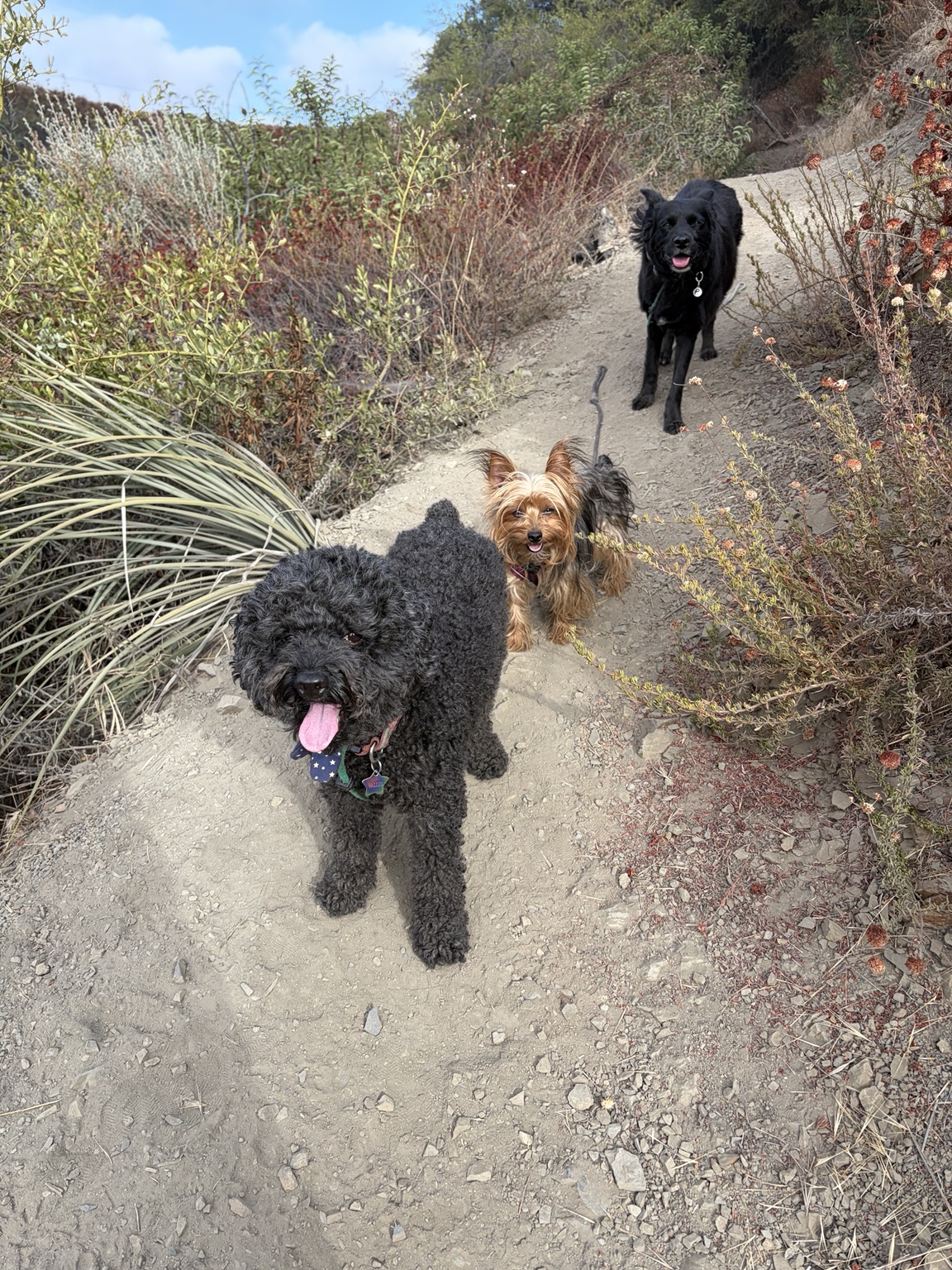 Dogs hiking together with Lucky Pack on a Los Angeles trail