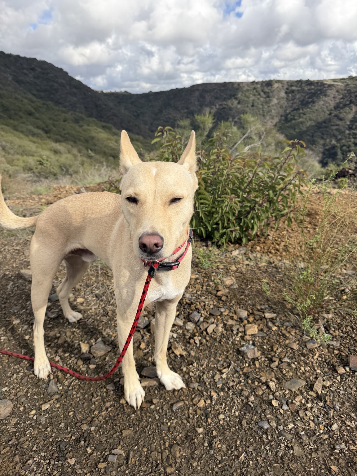 A dog enjoying a one-on-one Lucky Pack hike in the Los Angeles hills