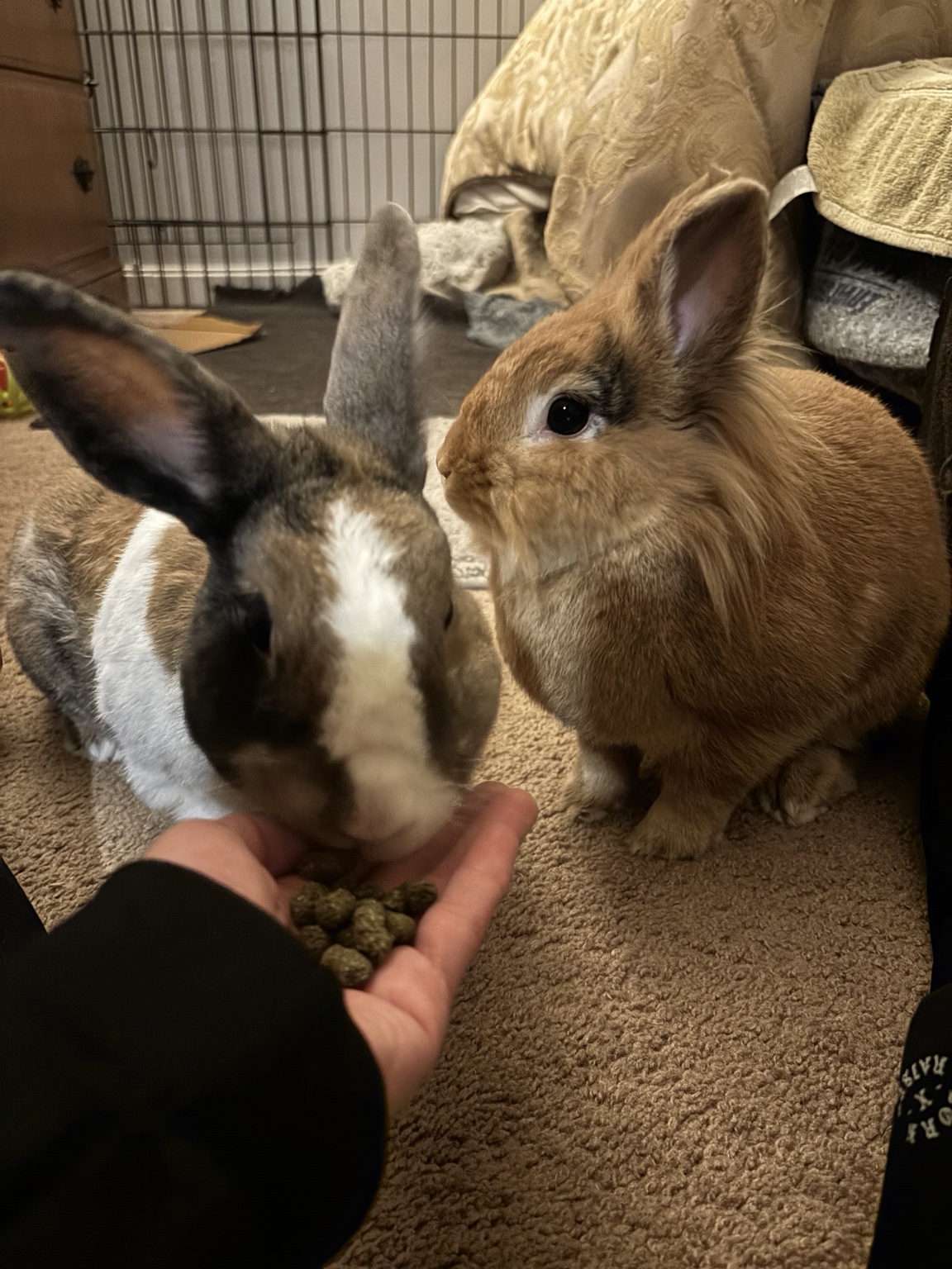 Two rabbits being hand-fed during a Lucky Pack drop-in visit